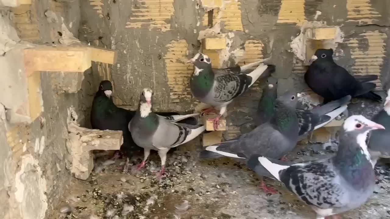 9تا کبوتر|پرنده|بم, |دیوار