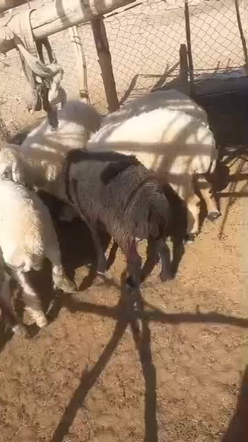 میش فروشی|حیوانات مزرعه|قلعه گنج, |دیوار