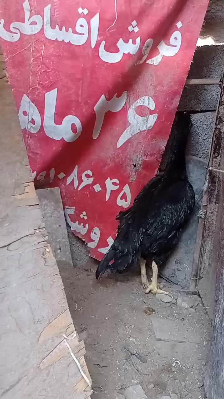 مرغ افغان|حیوانات مزرعه|بندرعباس, |دیوار