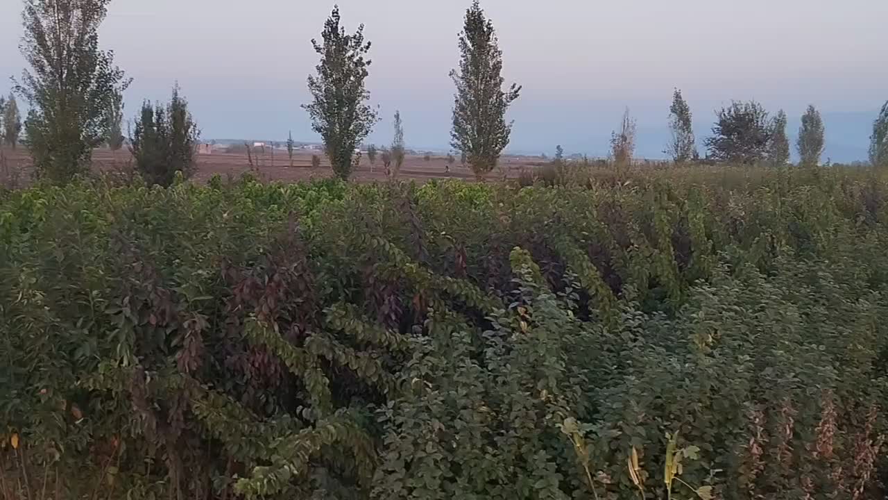 نهالستان صداقت بدون واسطه خرید کنید|عمدهفروشی|خان ببین, |دیوار