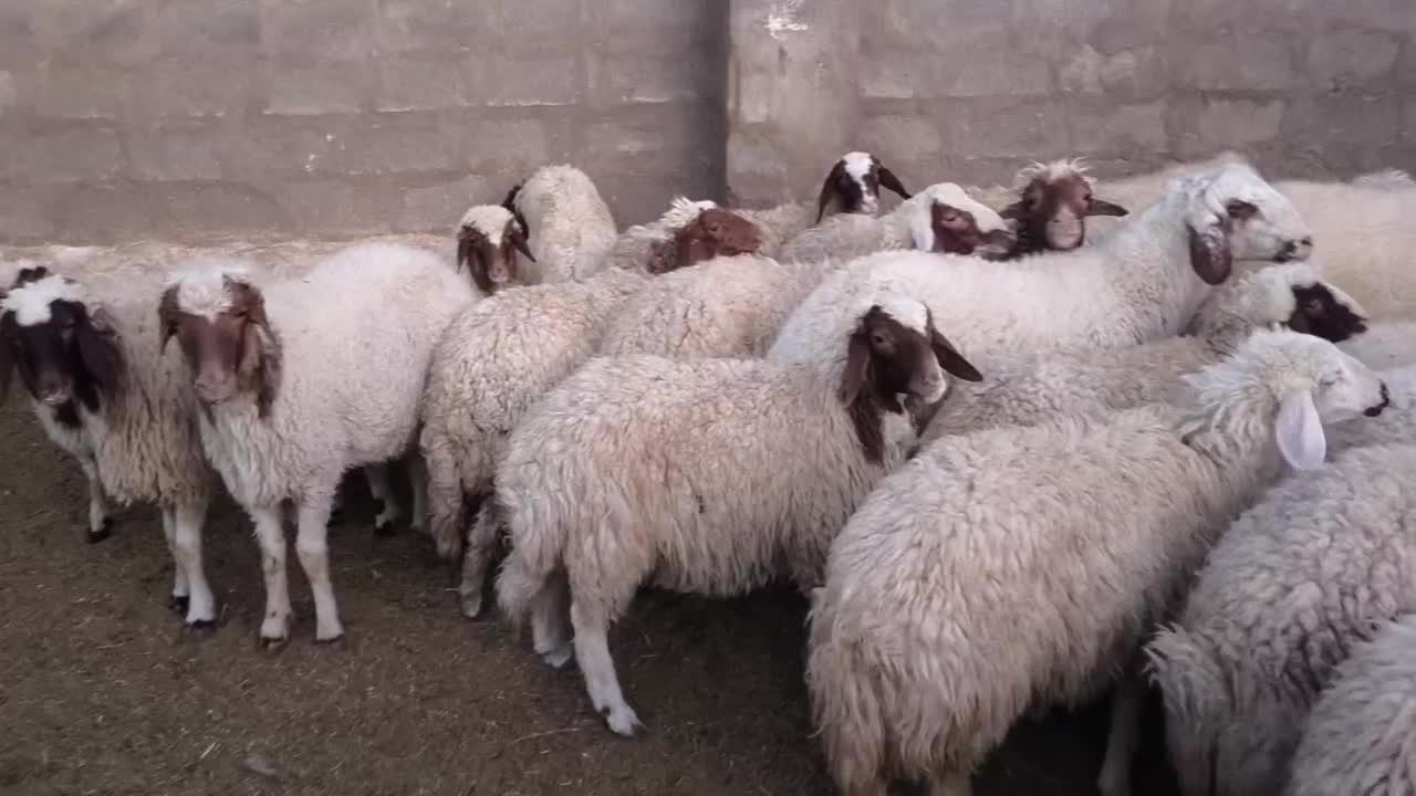 بره کله بور سنجابی|حیوانات مزرعه|سرایان, |دیوار