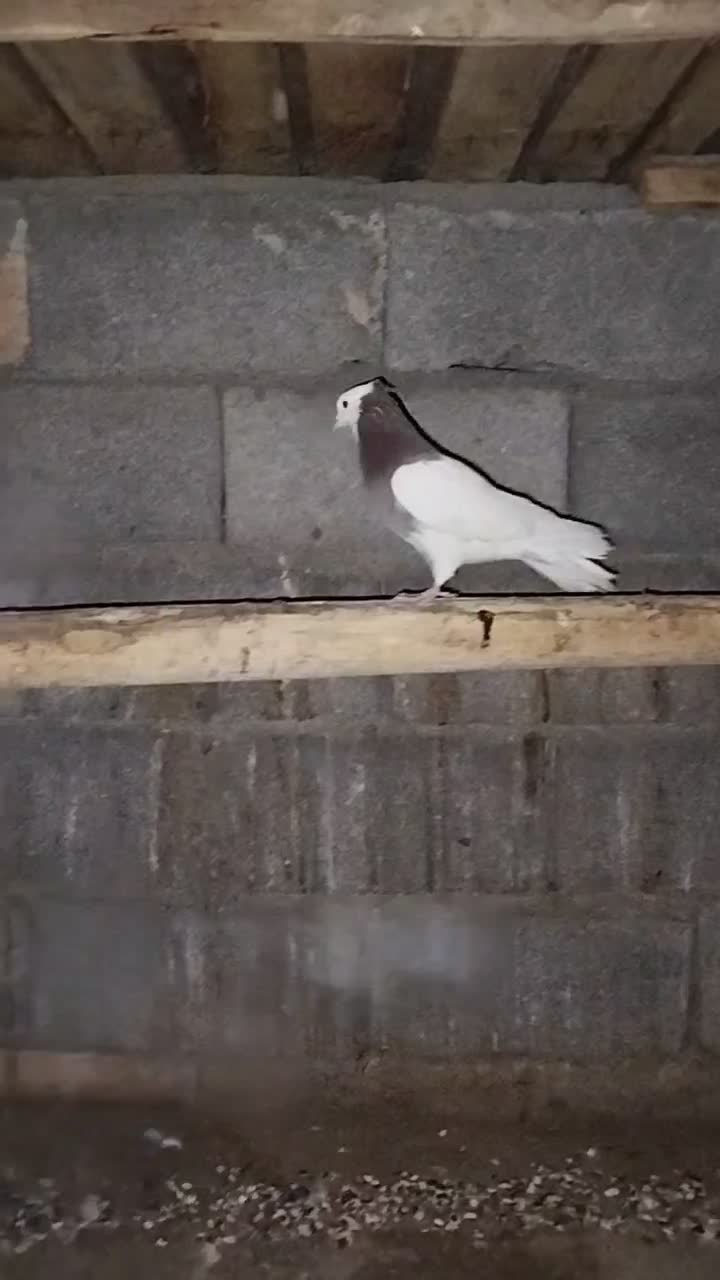 طوقی|پرنده|گلمکان, |دیوار