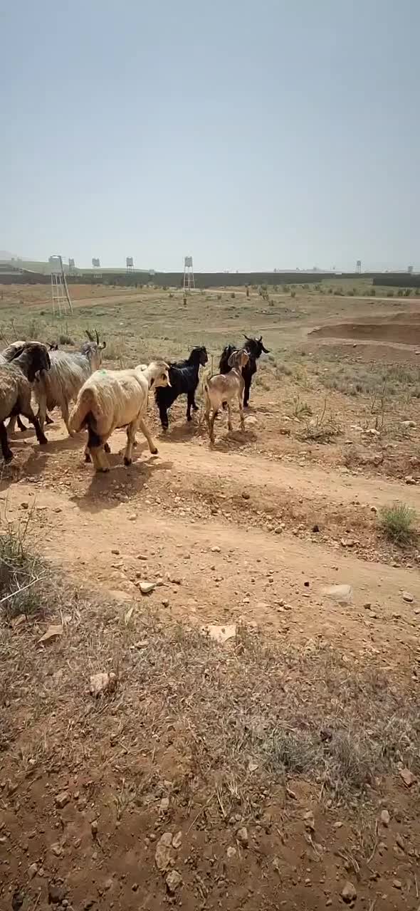 گله داشتی|حیوانات مزرعه|شهرکرد, |دیوار