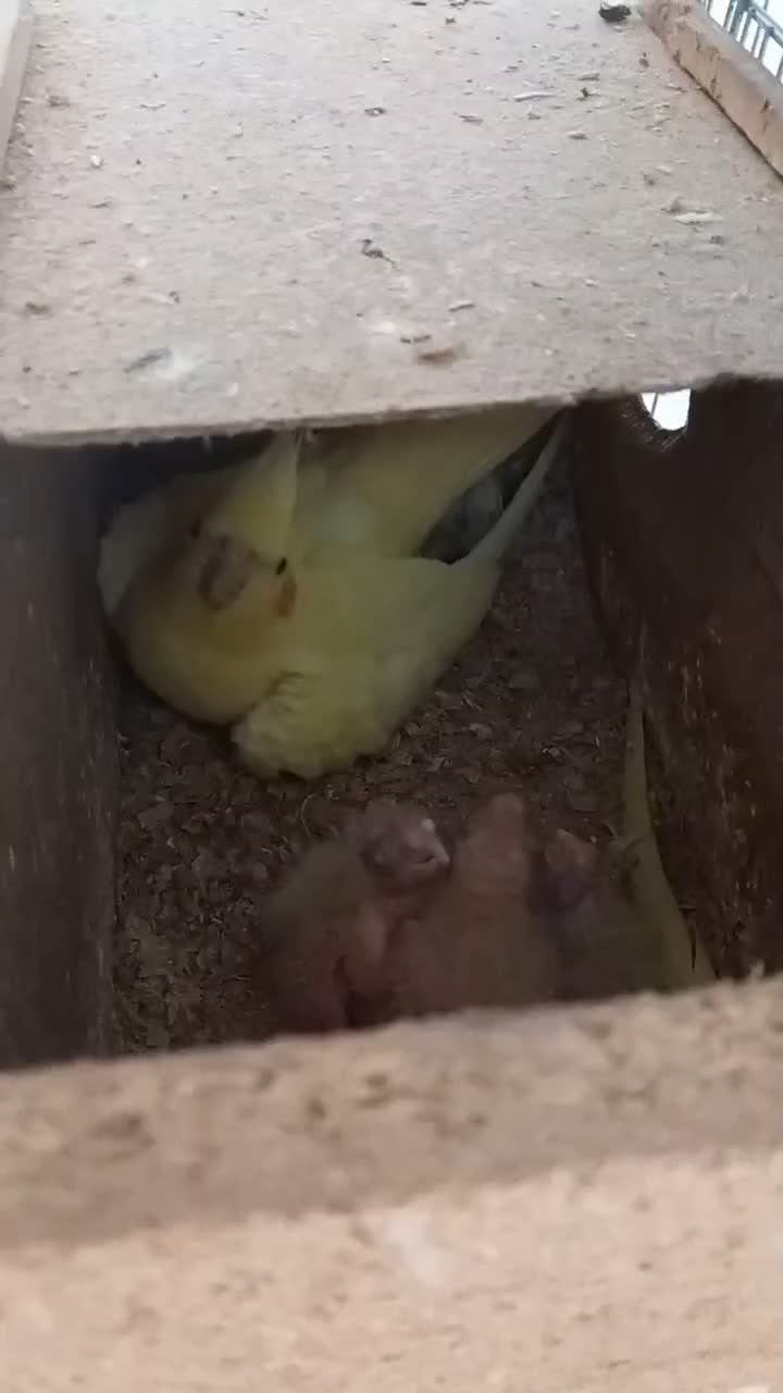 عروس هلندی خانگی دوکت|پرنده|اصفهان, جاوان|دیوار