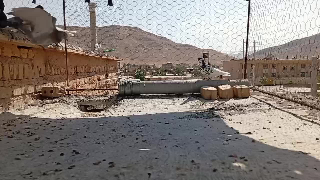 کبوتر|پرنده|شیراز, سینما سعدی|دیوار