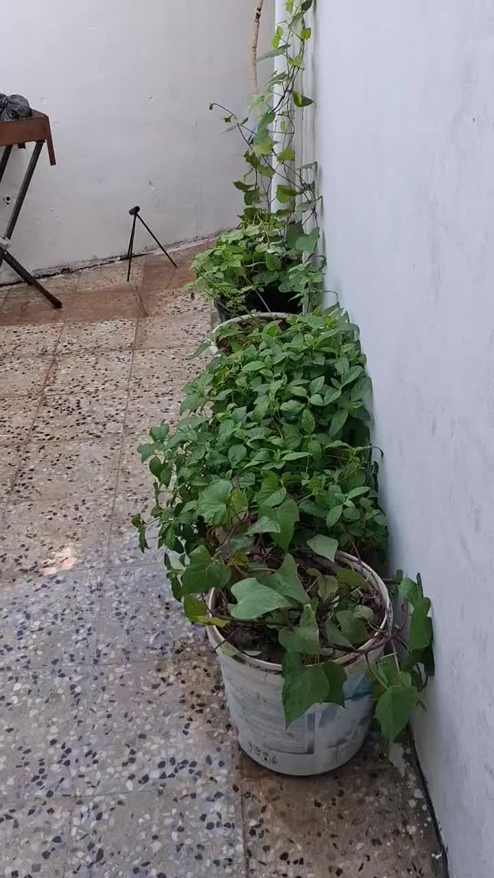 اجاره سوئیت بسیارتمیر طبقه بالامغازه آماده تحویل|اجارهٔ کوتاه‌مدت آپارتمان و سوئیت|دزفول, |دیوار