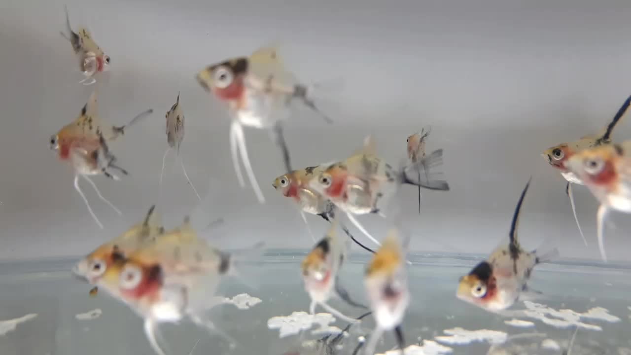 آنجل کوی ماربل ریز|ماهی|قم, نوقطار|دیوار