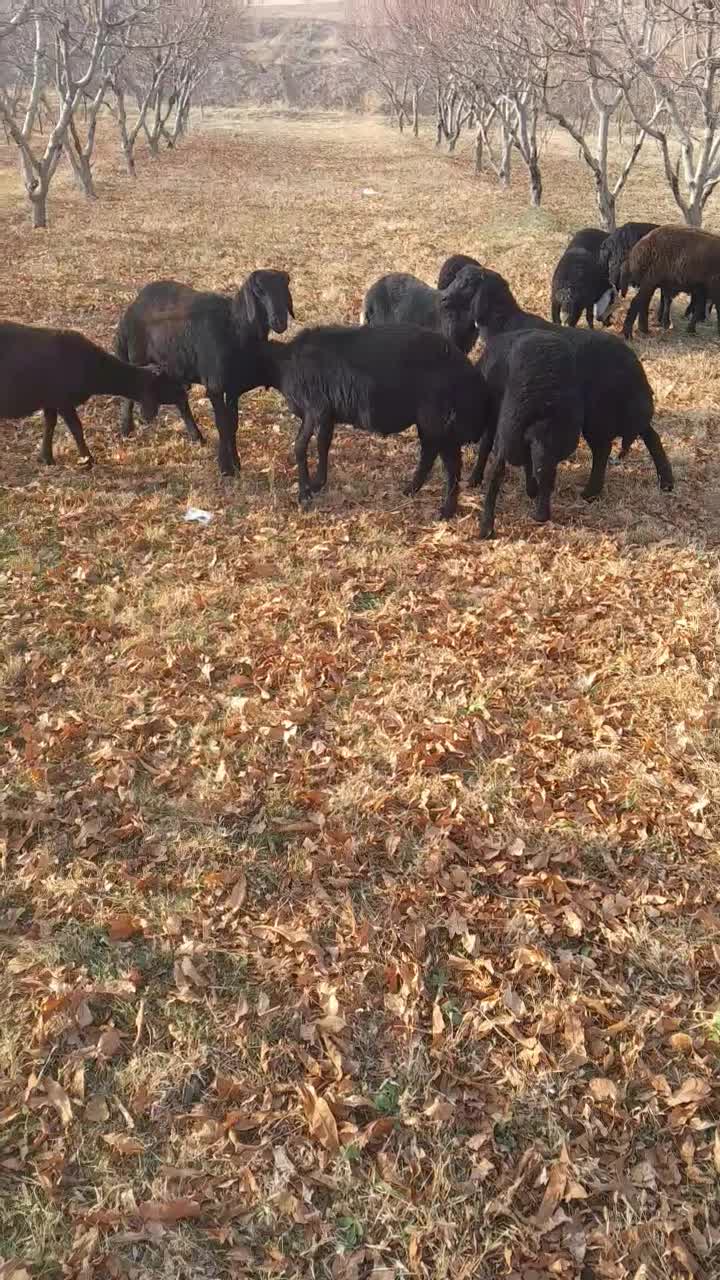 گوسفند|حیوانات مزرعه|باروق, |دیوار