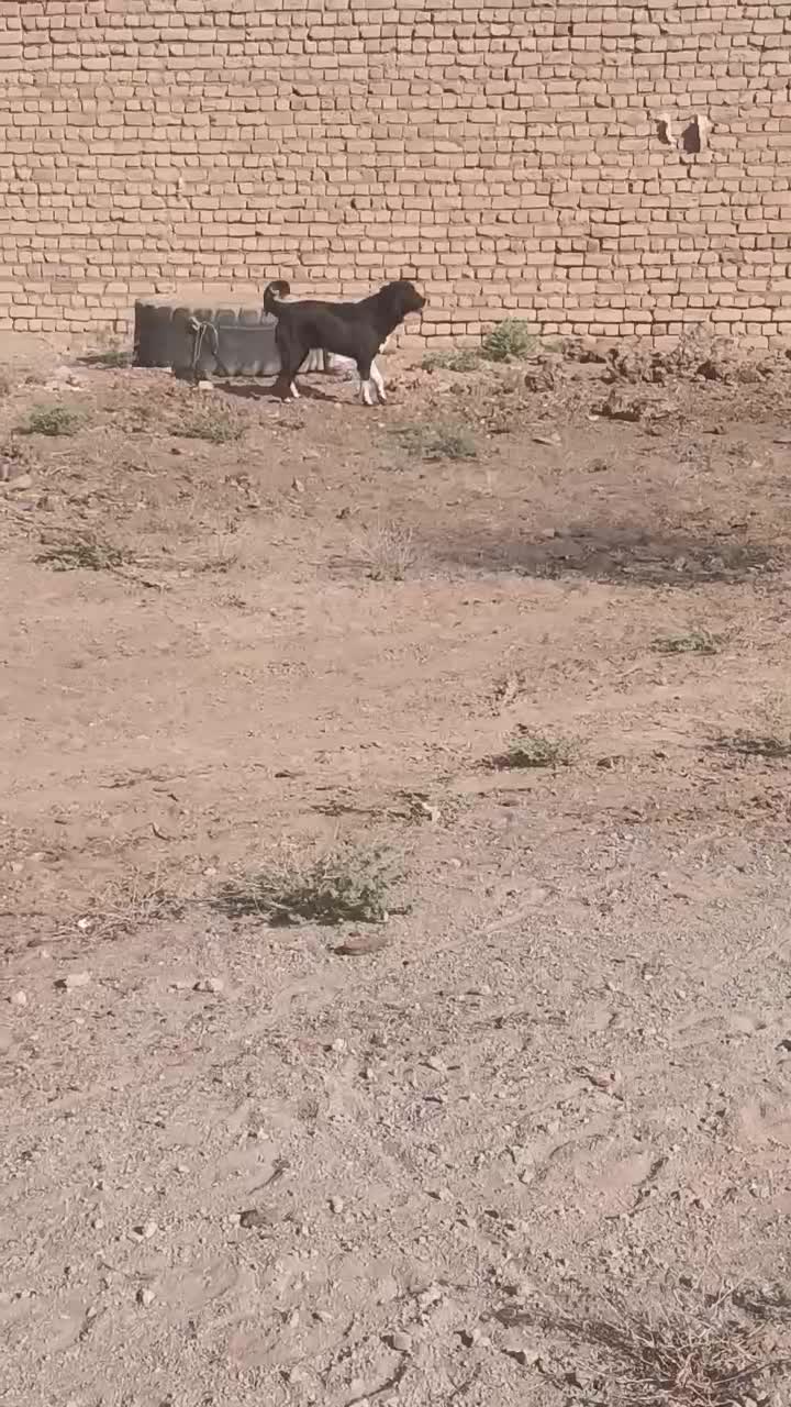 سگ نگهبان|سگ|قم, ولیعصر|دیوار