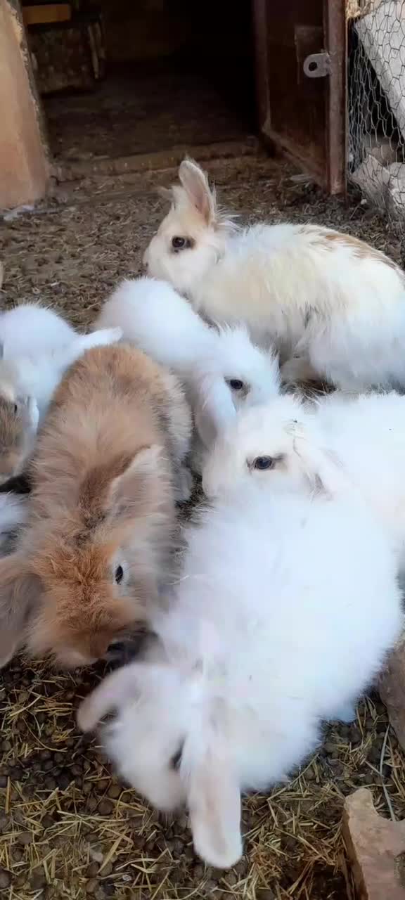 خرگوش لوپ|موش و خرگوش|رفسنجان, |دیوار