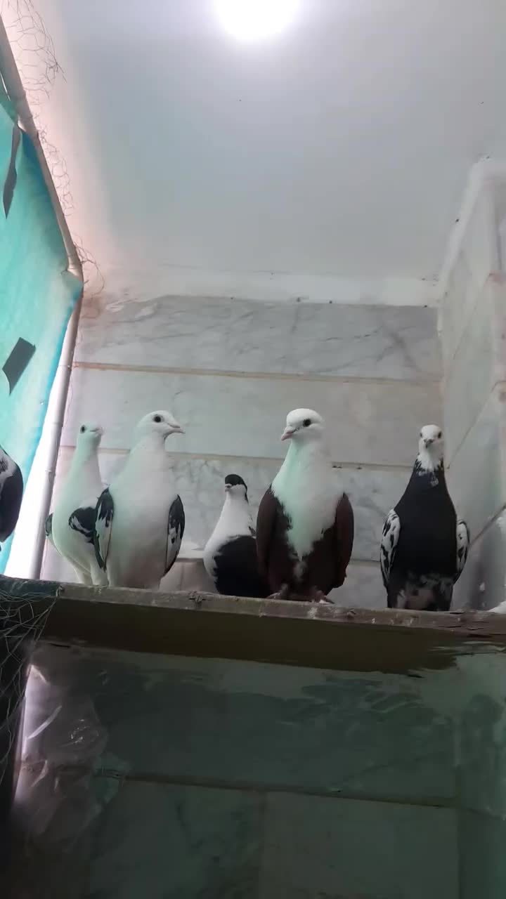 کبوتر اس|پرنده|شاهدشهر, |دیوار