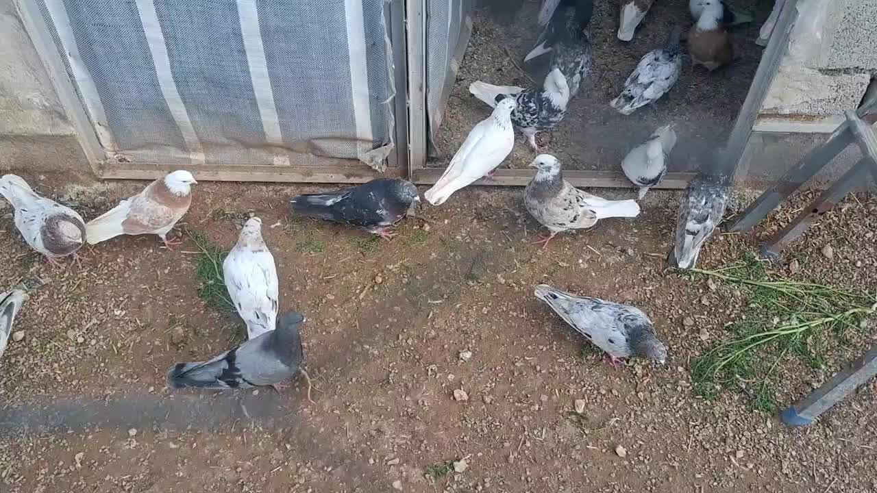 سرور|پرنده|ماکو, |دیوار