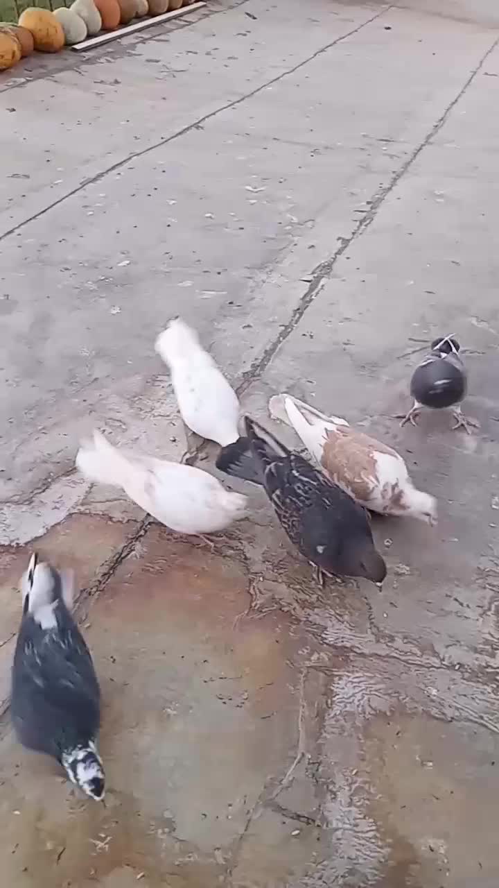 کفتر|پرنده|سربند, |دیوار