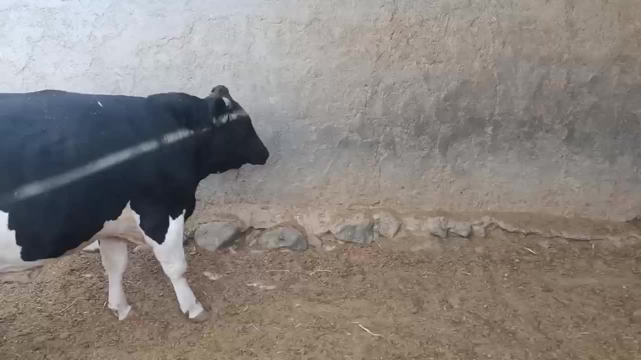 گوساله چاق|حیوانات مزرعه|قم, پردیسان|دیوار