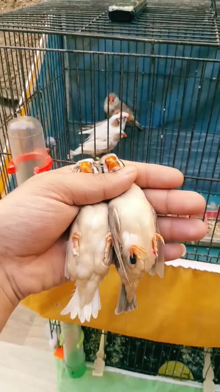 خانگی پرورشL. k زیرقیمت جوون ودرشت|پرنده|بندر ماهشهر, |دیوار