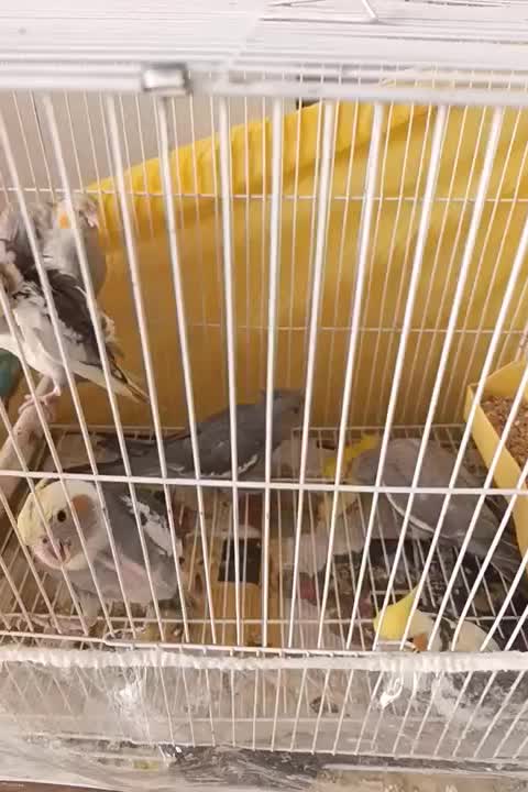 معاوضه عروس با قناری یا گرینچیک|پرنده|مشهد, شفا|دیوار