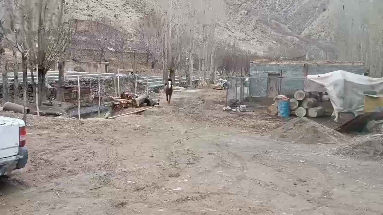 مادیان ۵ ساله|اسب و تجهیزات اسب‌سواری|سیدآباد, |دیوار