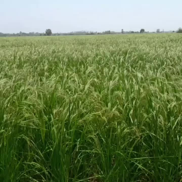 زمین کشاورزی بیجار|فروش دفتر صنعتی، کشاورزی، تجاری|لاهیجان, گلستان|دیوار