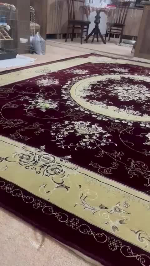 طوطی راهب سخنگو و دستی|پرنده|آبادان, |دیوار