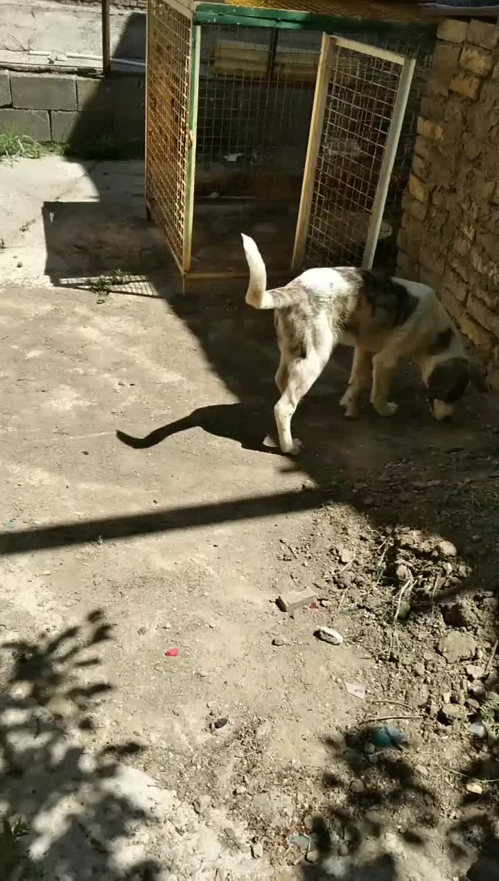 سگ ت|سگ|خمین, |دیوار
