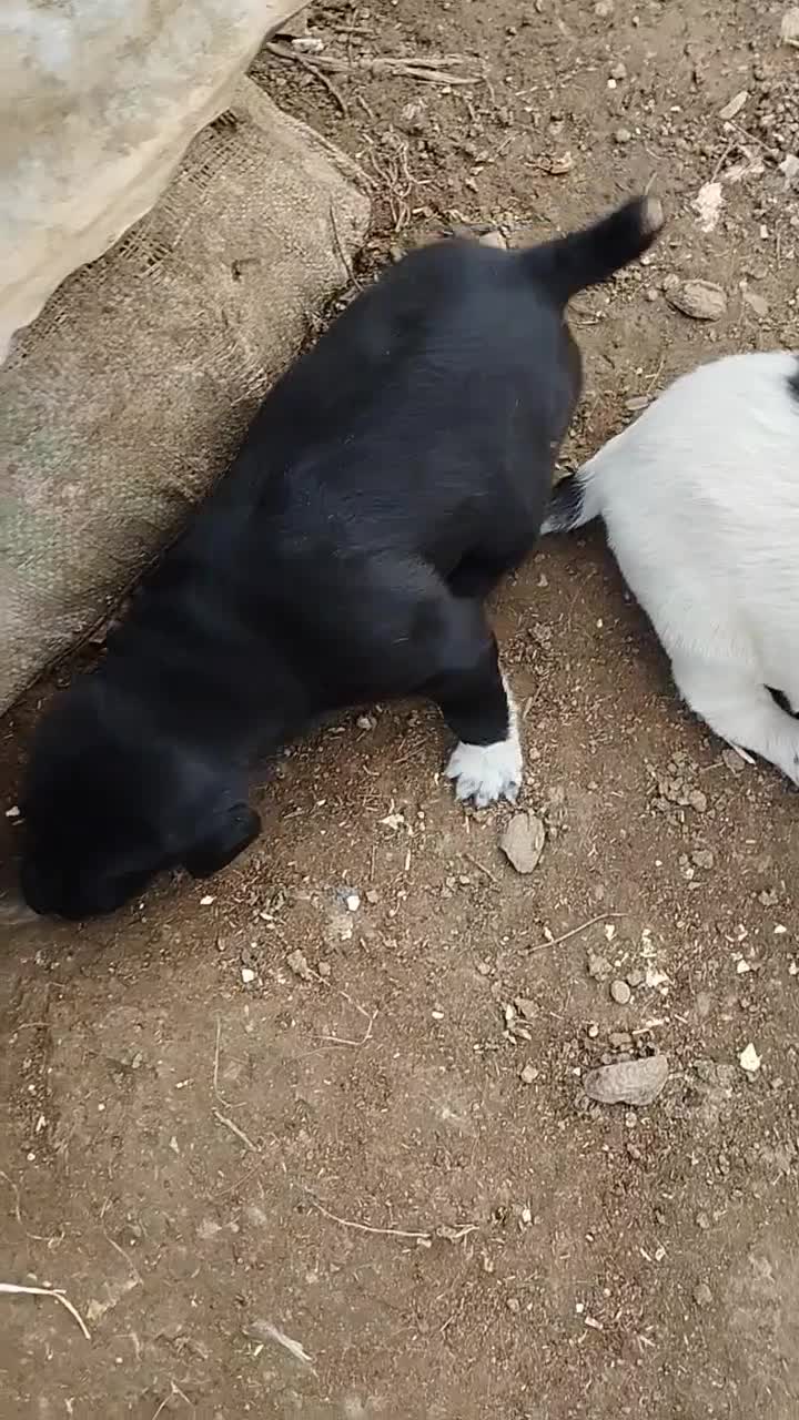 توله شکاری|سگ|مینودشت, |دیوار