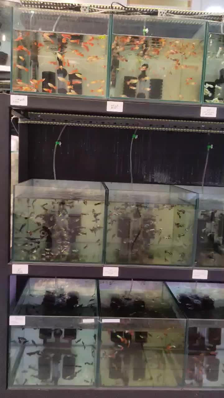 نژاد های مختلف ماهی گوپی|ماهی|دزفول, |دیوار