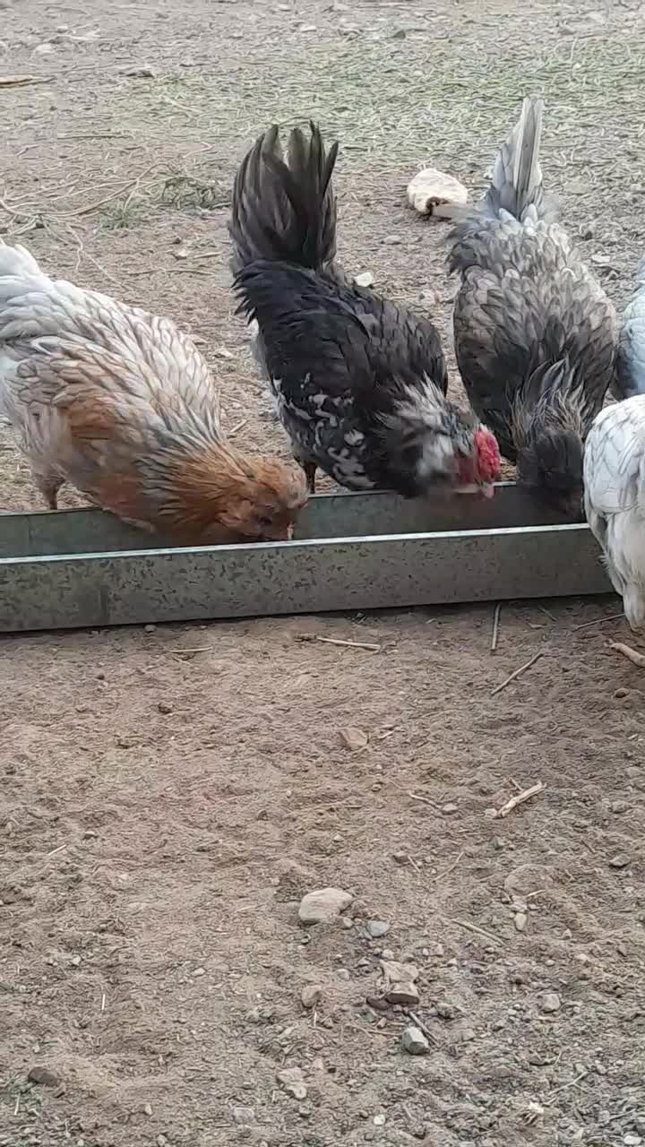 نیمچه گلین|حیوانات مزرعه|طارم, |دیوار