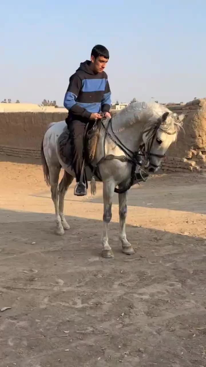 اسب کرد|اسب و تجهیزات اسبسواری|کاشان, زیدی|دیوار