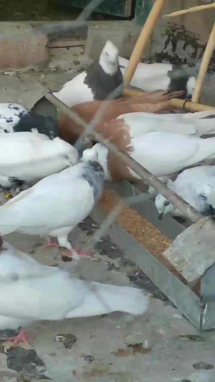 یه کله|پرنده|خرمآباد, |دیوار