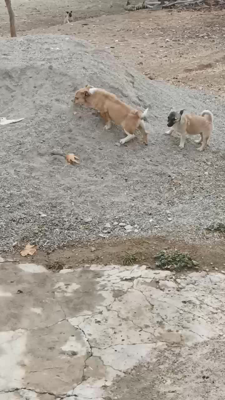 ...|سگ|کرمانشاه, |دیوار