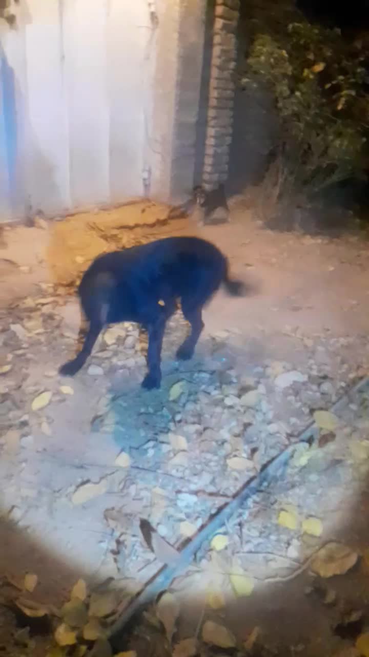 واگذاری سگ قدرجون|سگ|همایجان, |دیوار