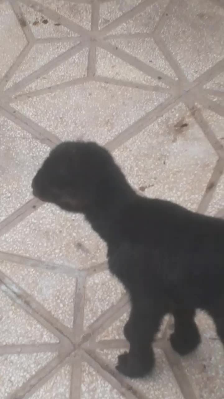 یزغاله شیری دوعدد ماده سالم سرحال|حیوانات مزرعه|سبزوار, اسلام آباد|دیوار