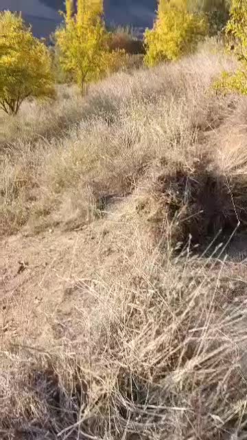 علوفه باغی بسته بندی شده|لوازم جانبی حیوانات|مینودشت, |دیوار