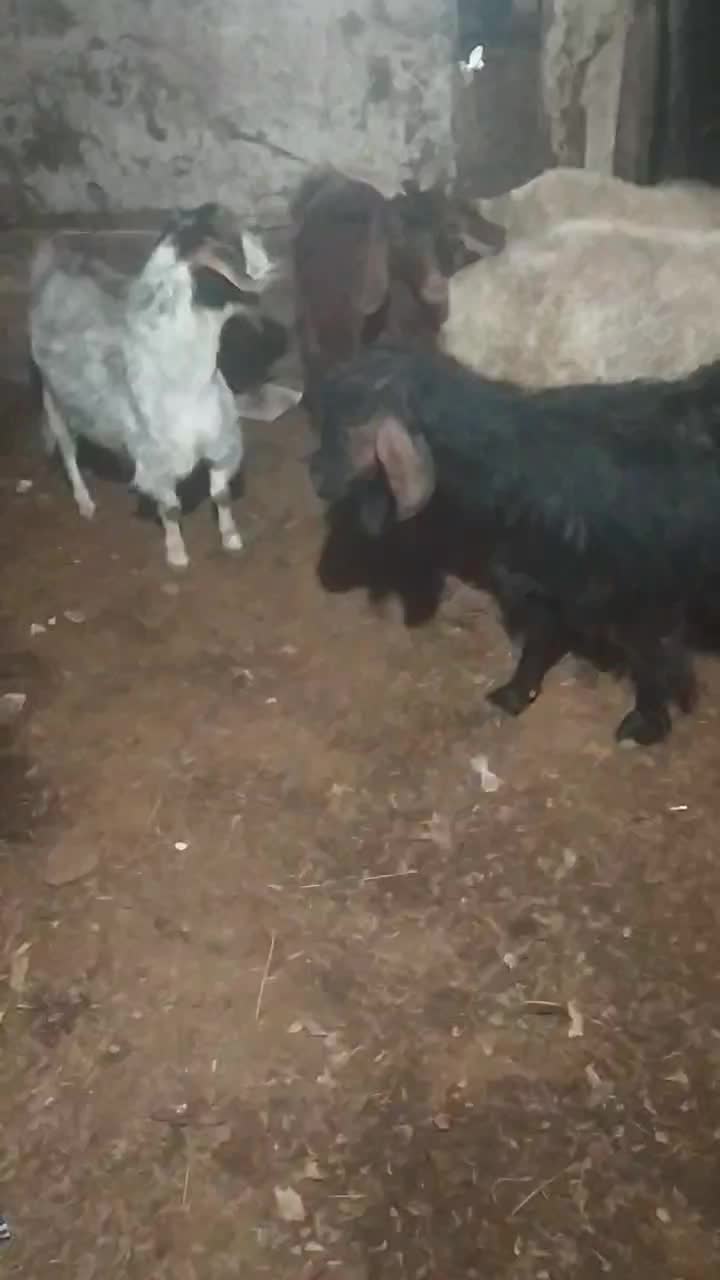 بز و گوسفند|حیوانات مزرعه|مشهد, ویلاشهر|دیوار