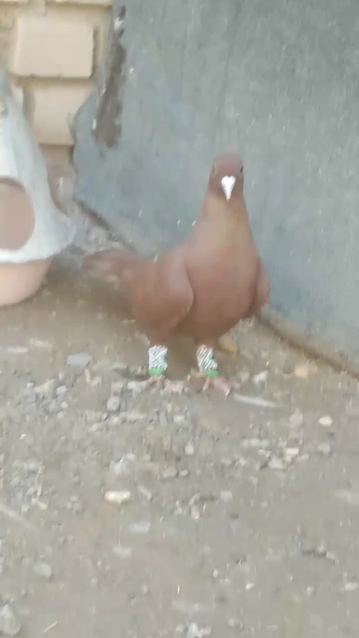 کبوتر|پرنده|بردسکن, |دیوار