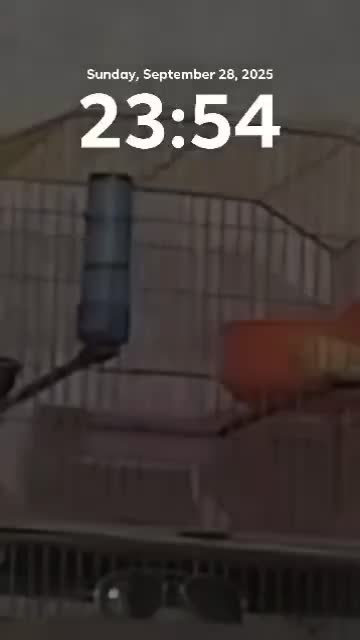 پرنده مولد|پرنده|بندر ماهشهر, |دیوار