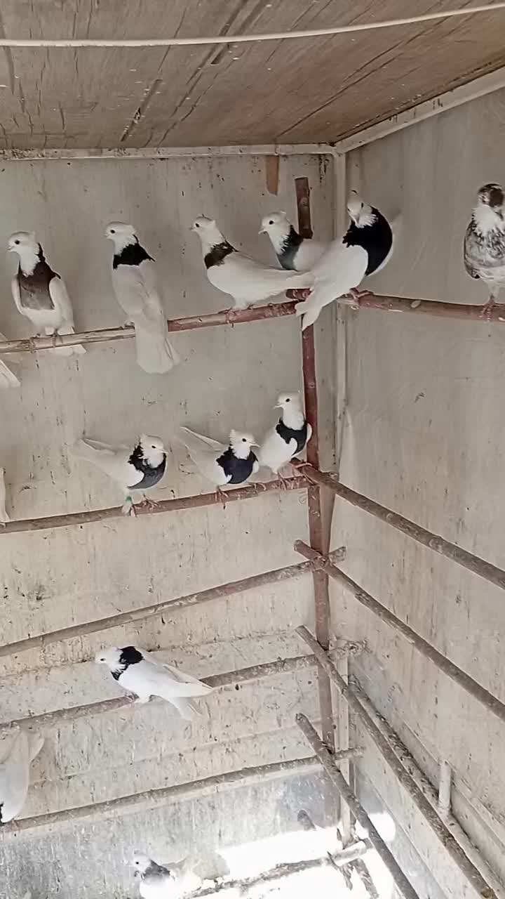کفتر|پرنده|قم, کلهری|دیوار
