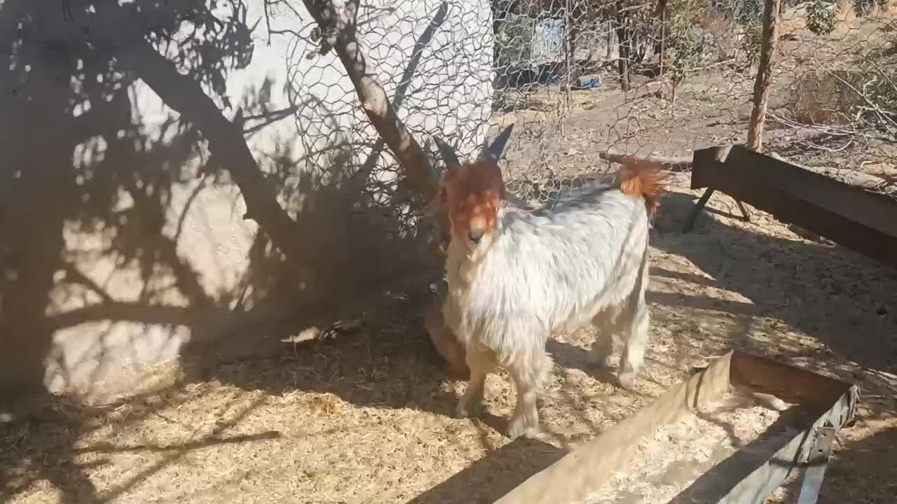 فروش بیگ تخمی|حیوانات مزرعه|ایذه, |دیوار