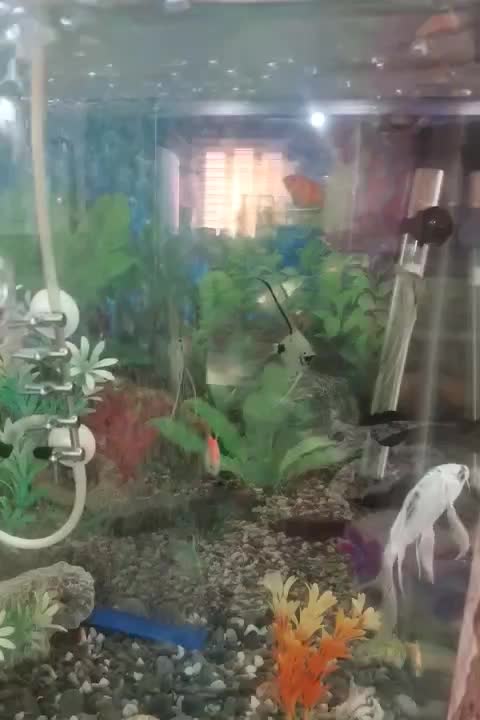 آکواریوم کمدی باماهی وپمپ|ماهی|قم, باغ کرباسی|دیوار