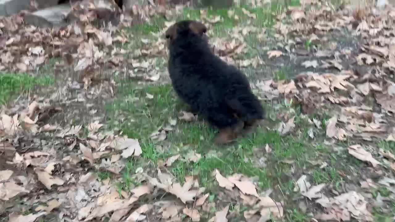 سگ ژرمن شو   لا. ین. کینگ 2016|سگ|محمدشهر, عباس آباد|دیوار