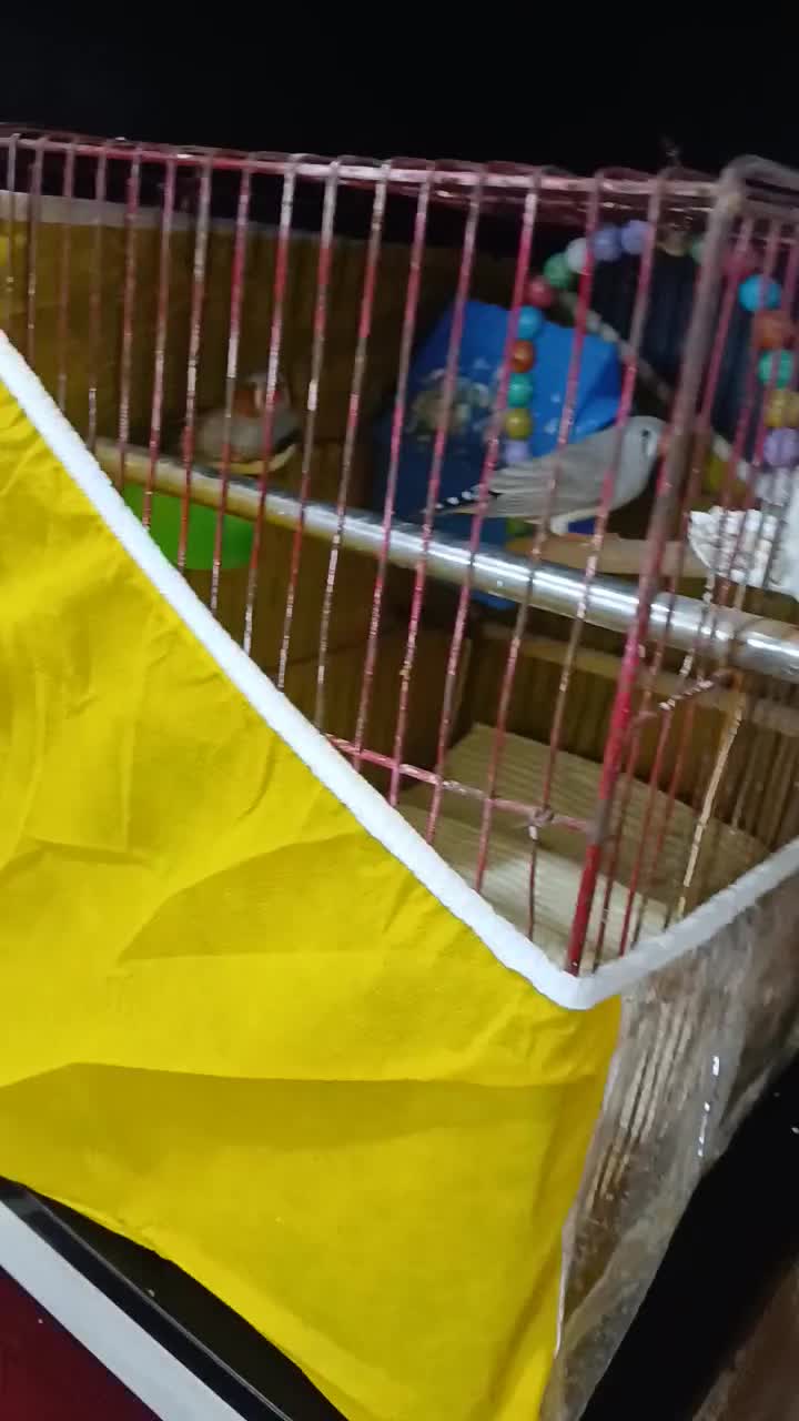 یک جفت فنچ|پرنده|شیروان (خراسان), |دیوار