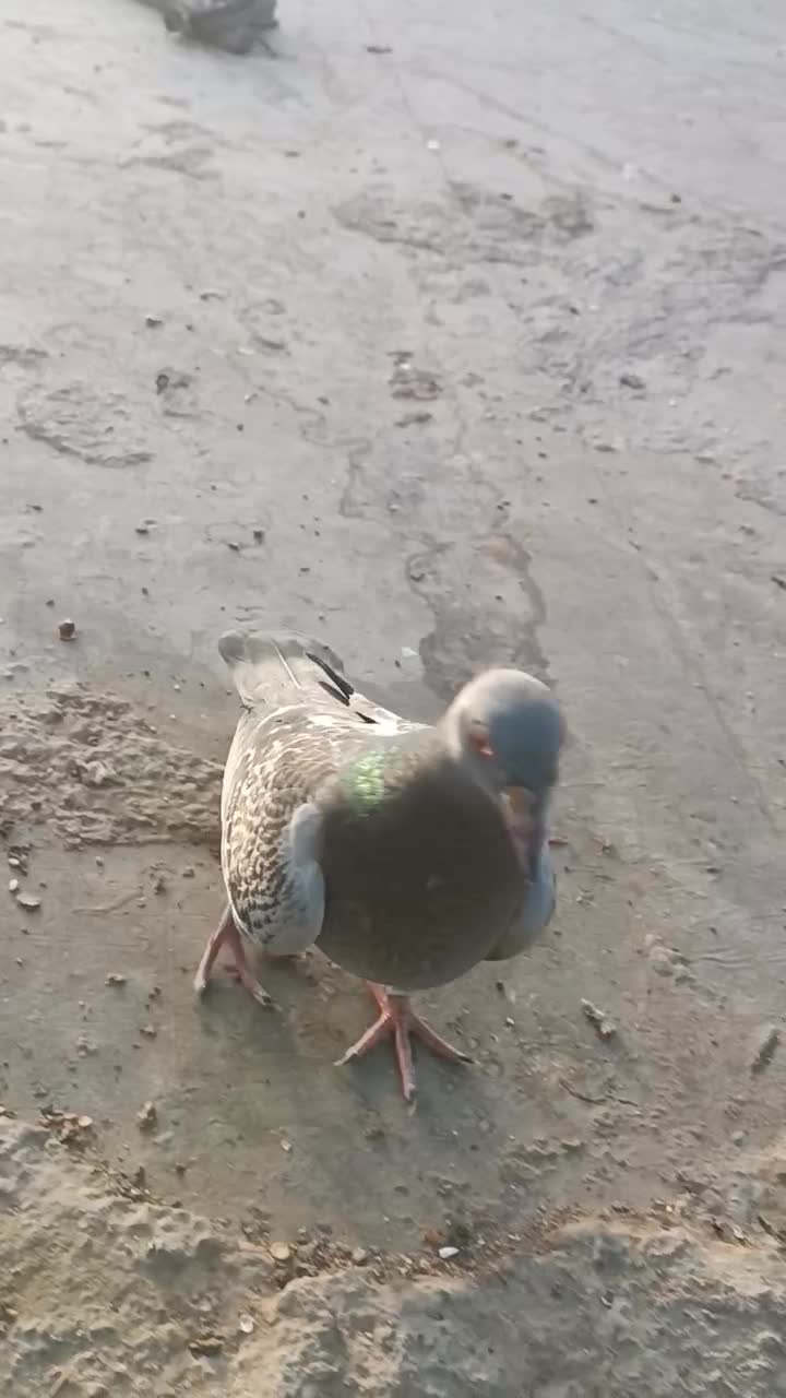 جوجه مسافتی|پرنده|چابهار, |دیوار