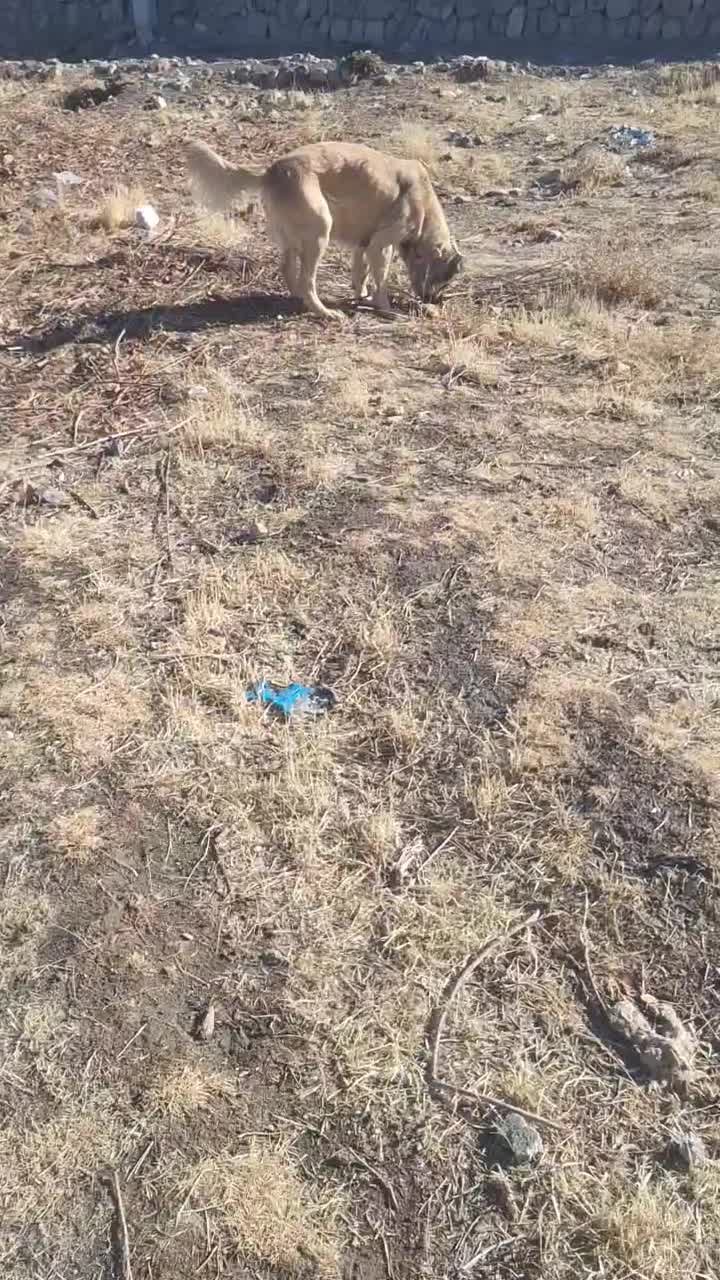 ماده سرابی|سگ|بستان آباد, |دیوار