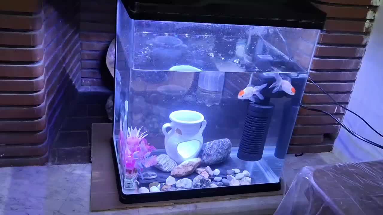 آکواریوم شرکتی|ماهی|قزوین, |دیوار