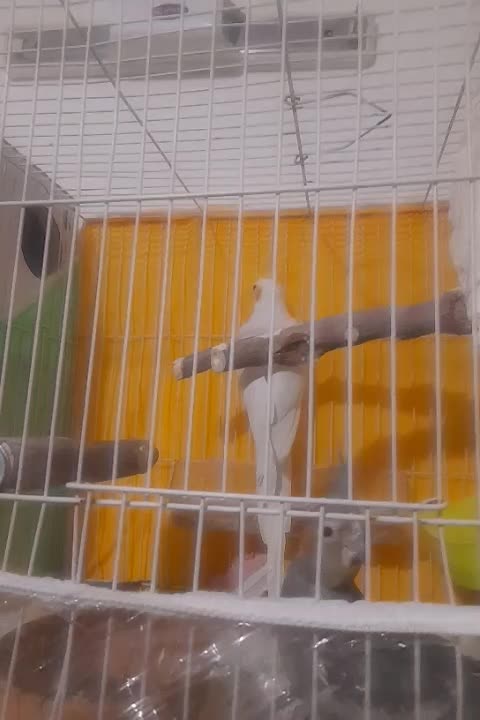 ۳ عدد عروس لوتنیو هلندی دو تا نر یک ماده|پرنده|گلبهار, شهر جدید گلبهار|دیوار