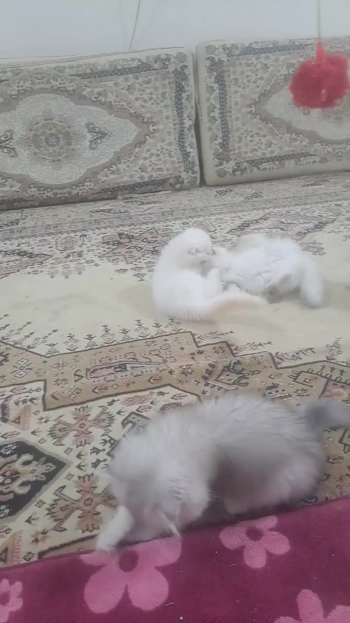 گربه اسکاتیش و بریتیش و پرشین|گربه|آبادان, |دیوار