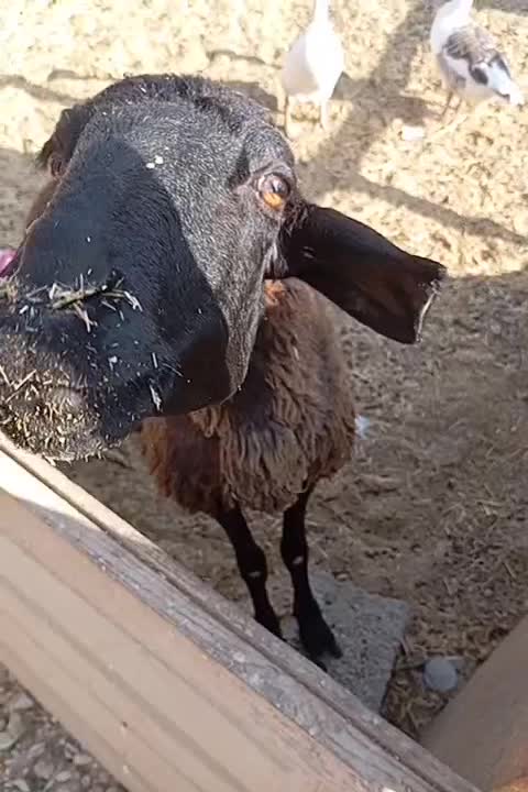 تعدادی میش،شیشک،بره نره،ماده|حیوانات مزرعه|صفادشت, |دیوار