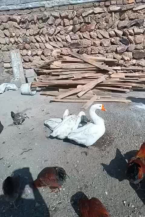 قوغاز چینی|پرنده|قزوین, |دیوار