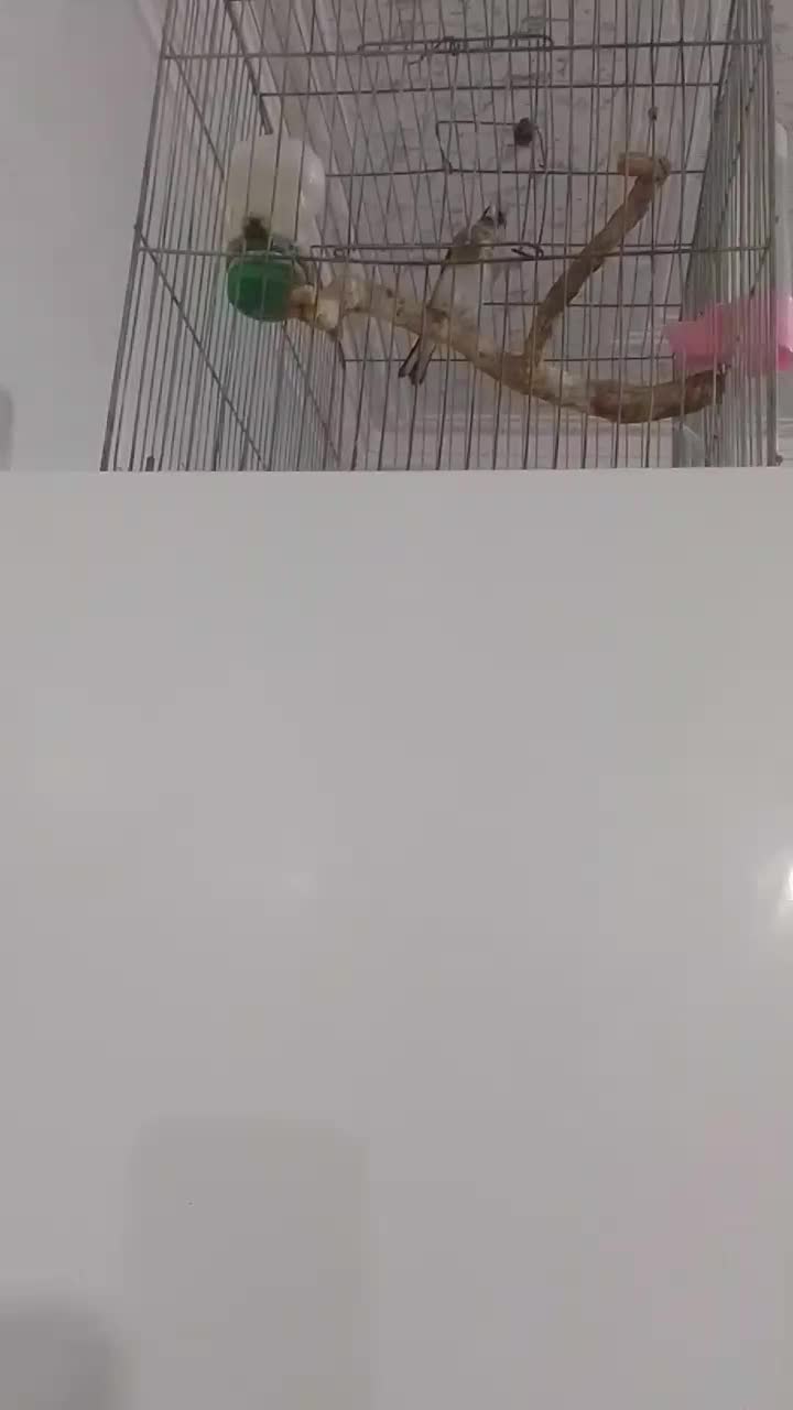 سهره کرمان|پرنده|فردوس (کرمان), |دیوار