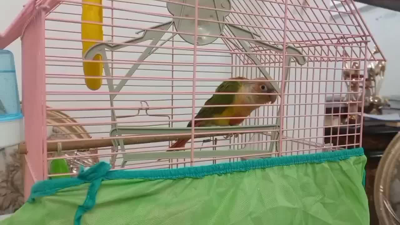 طوطی گرینچیک سخنگو بیش از ۱۰کلمه. رام چلوندنی دستی|پرنده|اردبیل, |دیوار